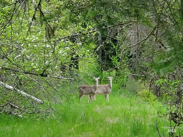 $658,000 | Tbd Clearwater Avenue, Kooskia, ID 83539