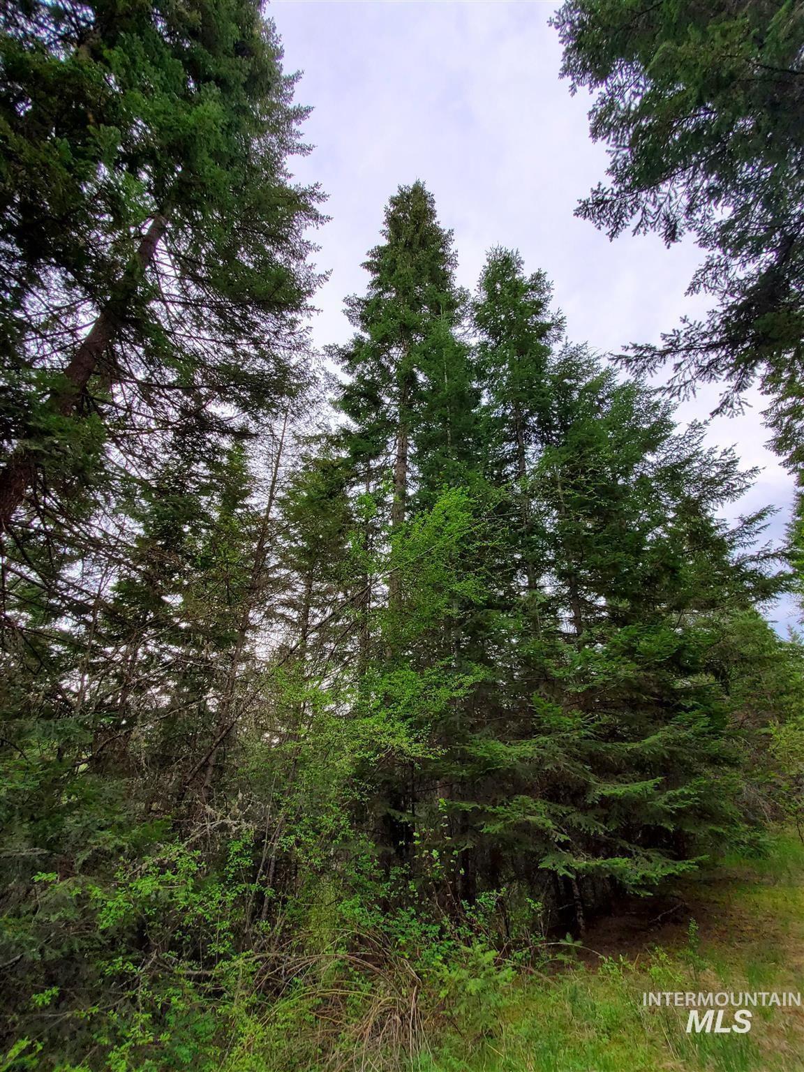 Tbd Clearwater Avenue Kooskia, ID 83539 - Photo 7 of 18