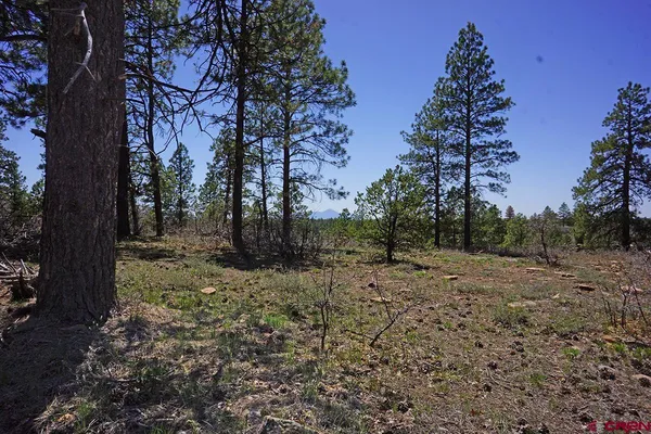 a view of a yard with lots of green space