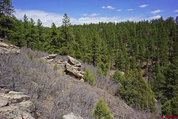 a view of a yard with a tree