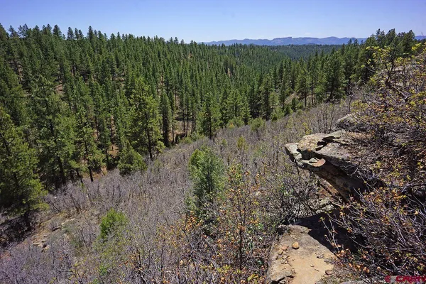 a view of a bunch of trees and bushes