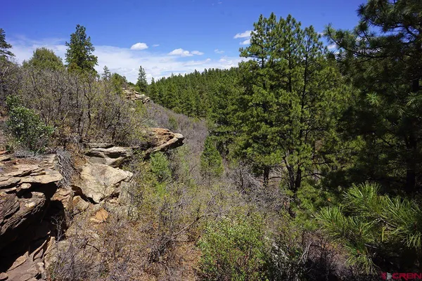 a view of a forest with a tree in the background