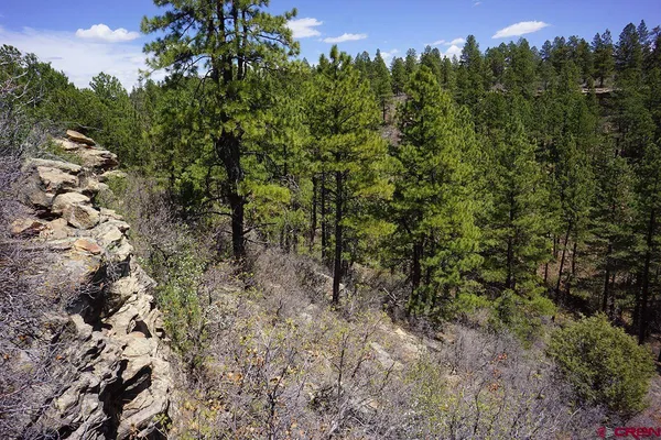a view of a forest with a tree in the background