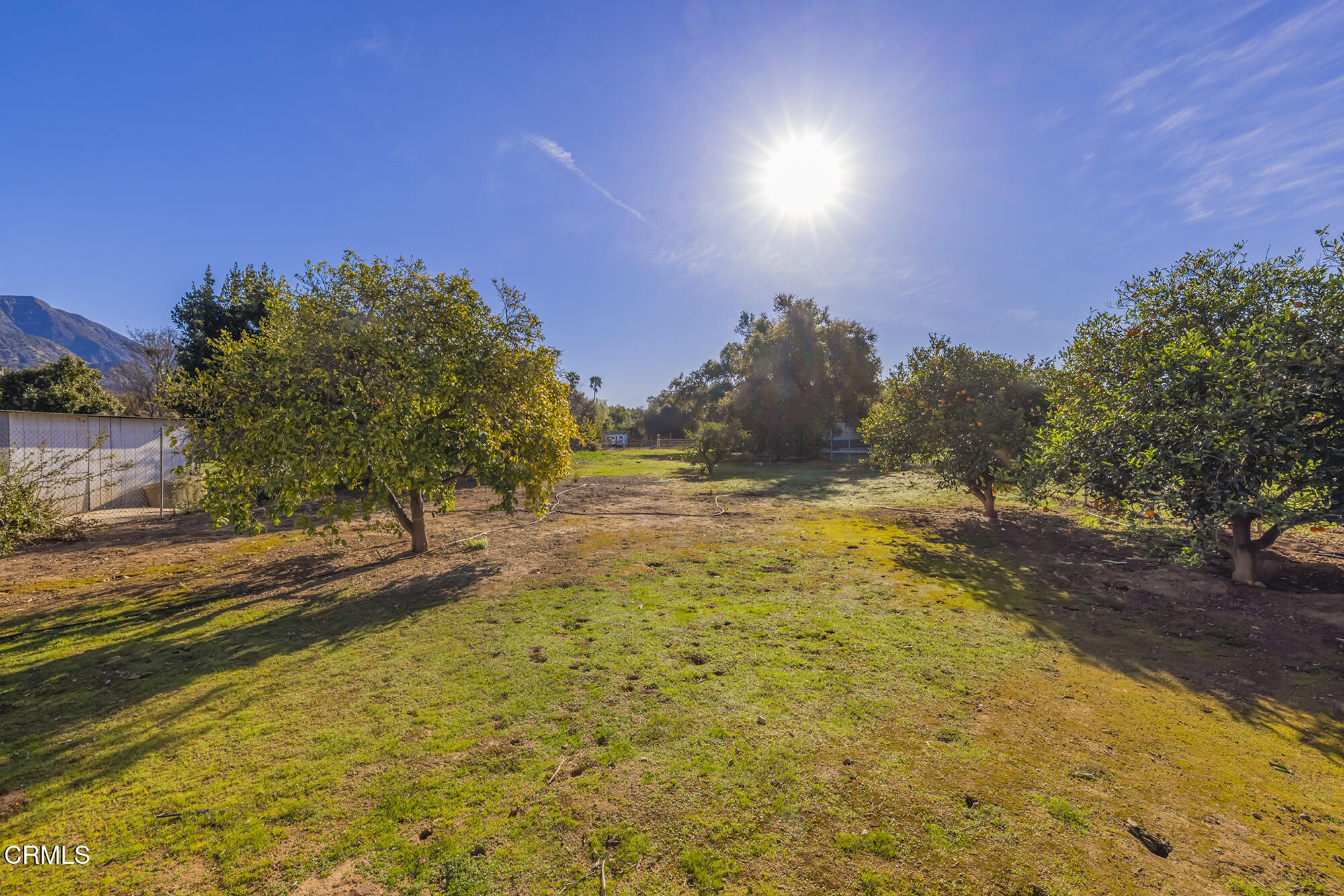 456 North Rice Road Ojai, CA 93023 - Photo 43 of 55 a view of a yard with an tree