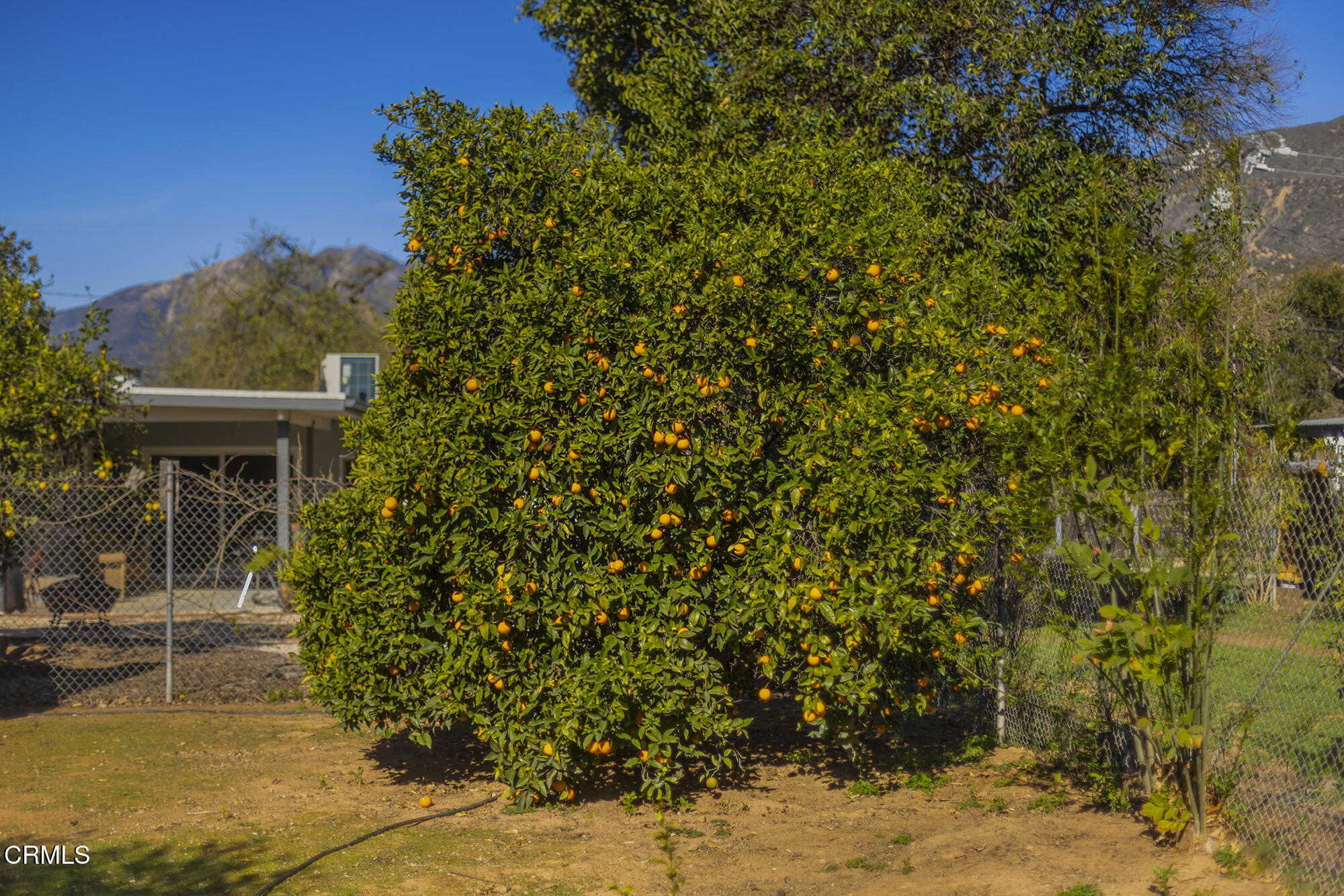456 North Rice Road Ojai, CA 93023 - Photo 44 of 55 a view of a house with a tree