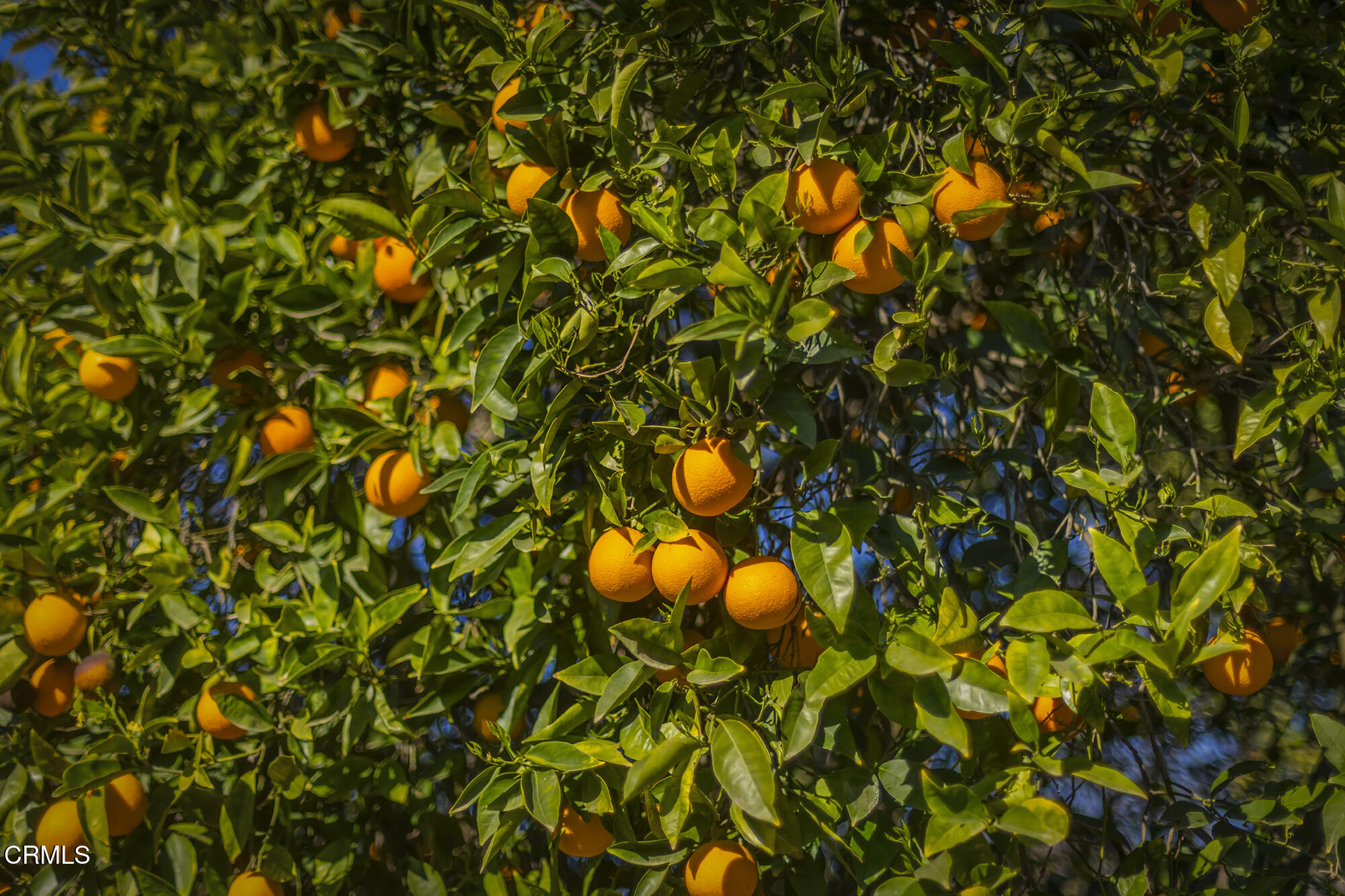 456 North Rice Road Ojai, CA 93023 - Photo 45 of 55 a view of flowers in a garden