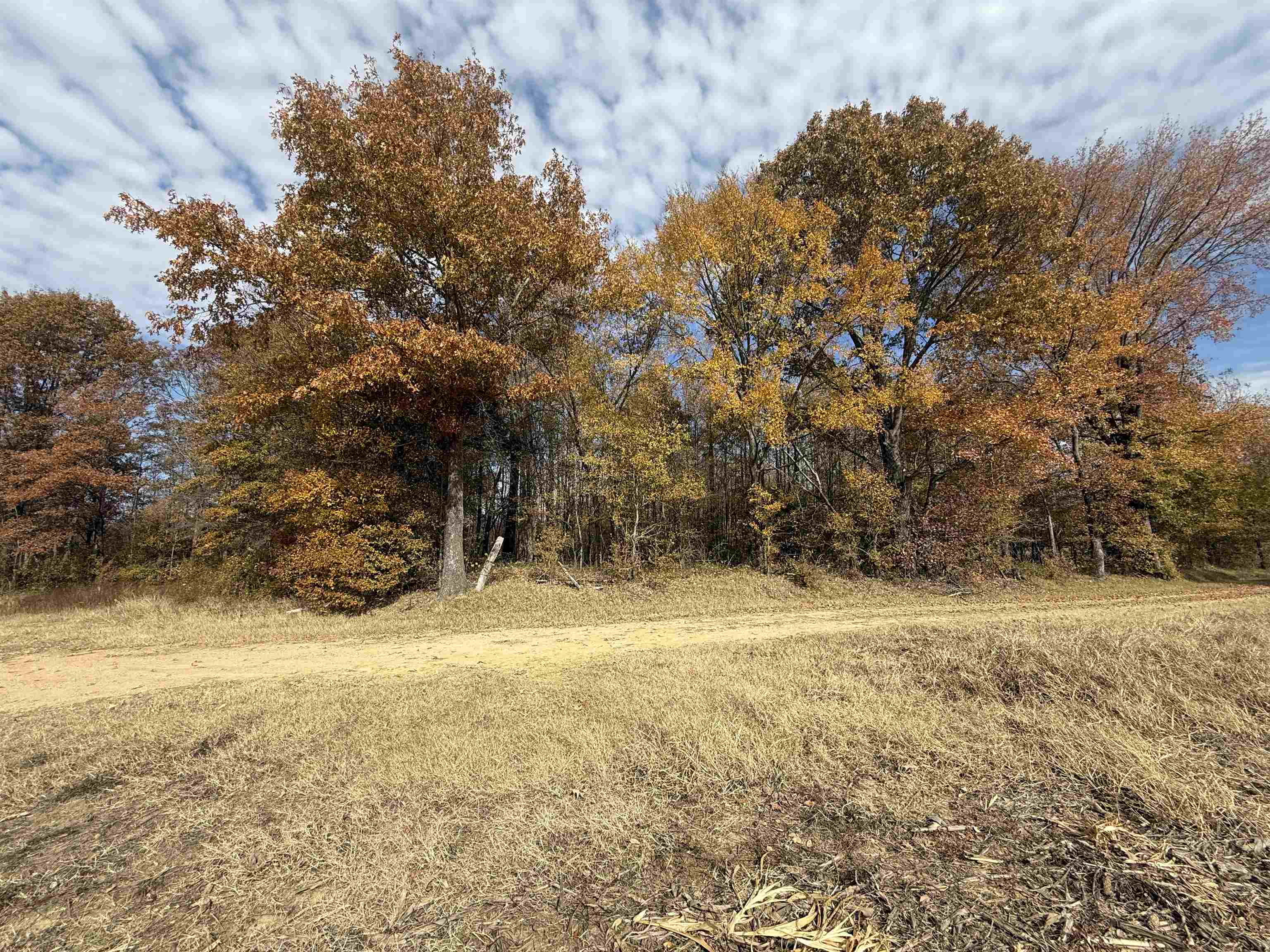 0 Pinnick Lane Ripley, TN 38063 - Photo 7 of 8 a view of a yard with a tree