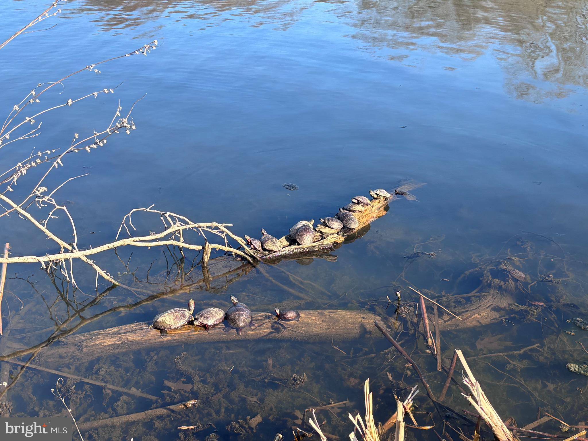 7263 Dockside Lane Columbia, MD 21045 - Photo 55 of 56 Turtles at Lake Elkhorn
