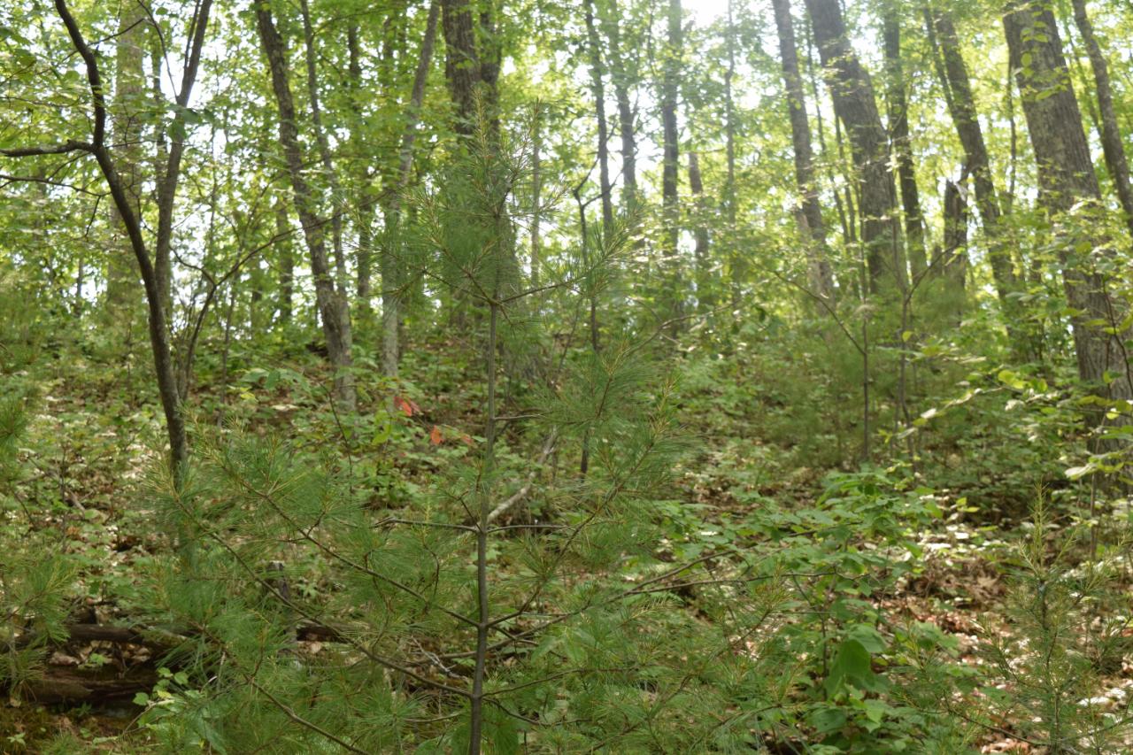 Lot 9 Long View Drive Rhinelander, WI 54501 - Photo 4 of 7 Gallery Image 4