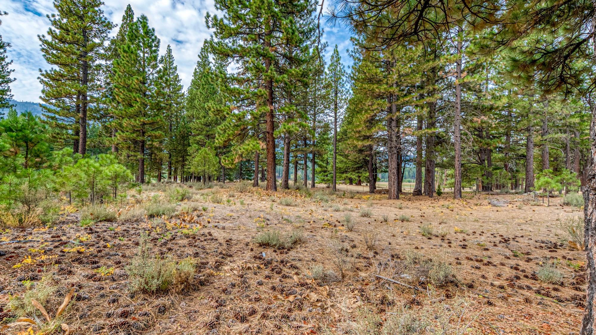 503 Redtail Loop Road Clio, CA 96106 - Photo 27 of 38