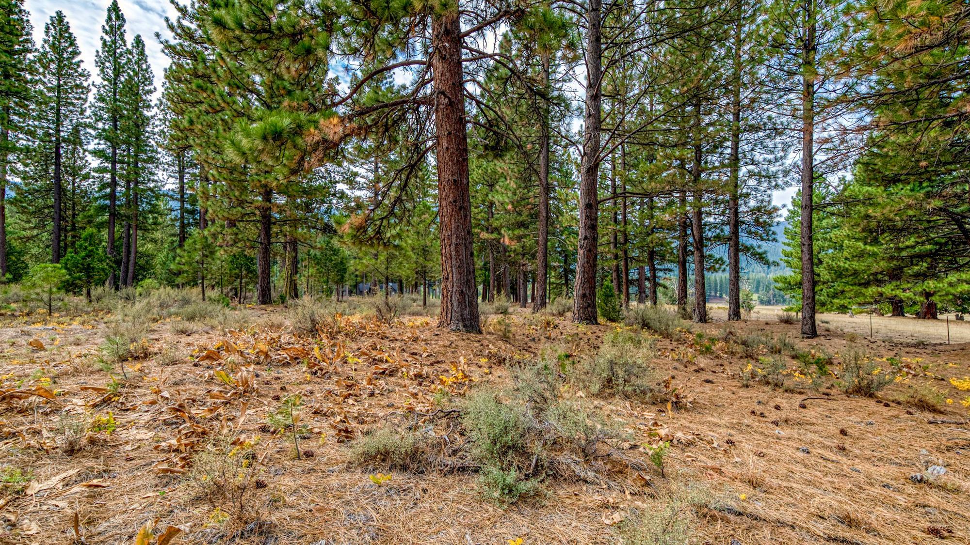 503 Redtail Loop Road Clio, CA 96106 - Photo 29 of 38