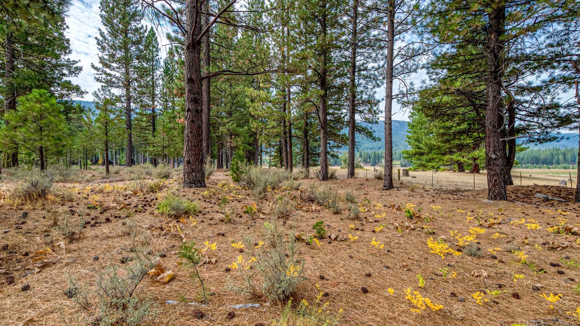 503 Redtail Loop Road Clio, CA 96106 - Photo 30 of 38