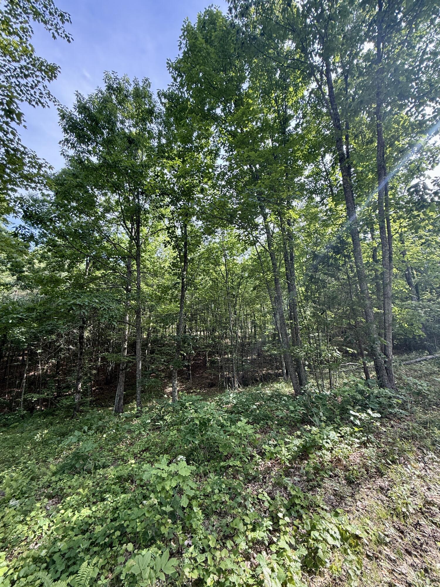 Lot 5 Hobbstown Road, Unit 5 Dunlap, TN 37327 - Photo 12 of 22 IMG_1119
