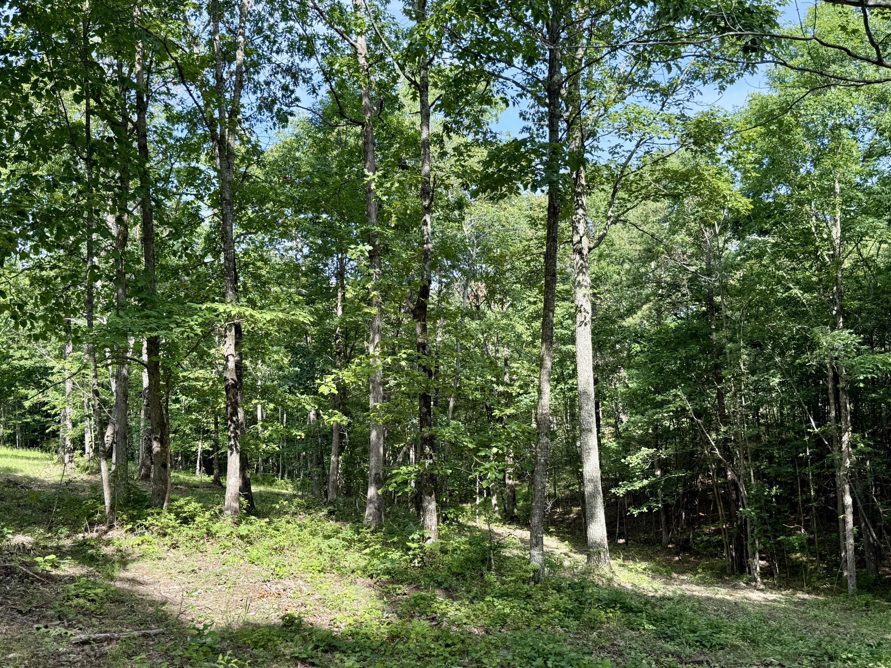 Lot 5 Hobbstown Road, Unit 5 Dunlap, TN 37327 - Photo 13 of 22 IMG_1121