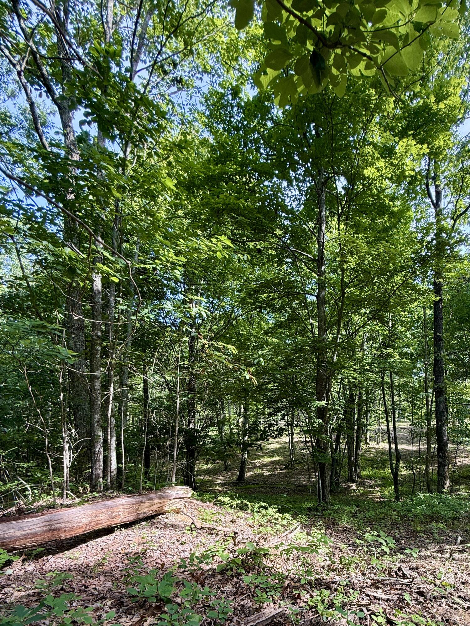 Lot 5 Hobbstown Road, Unit 5 Dunlap, TN 37327 - Photo 18 of 22 IMG_1129