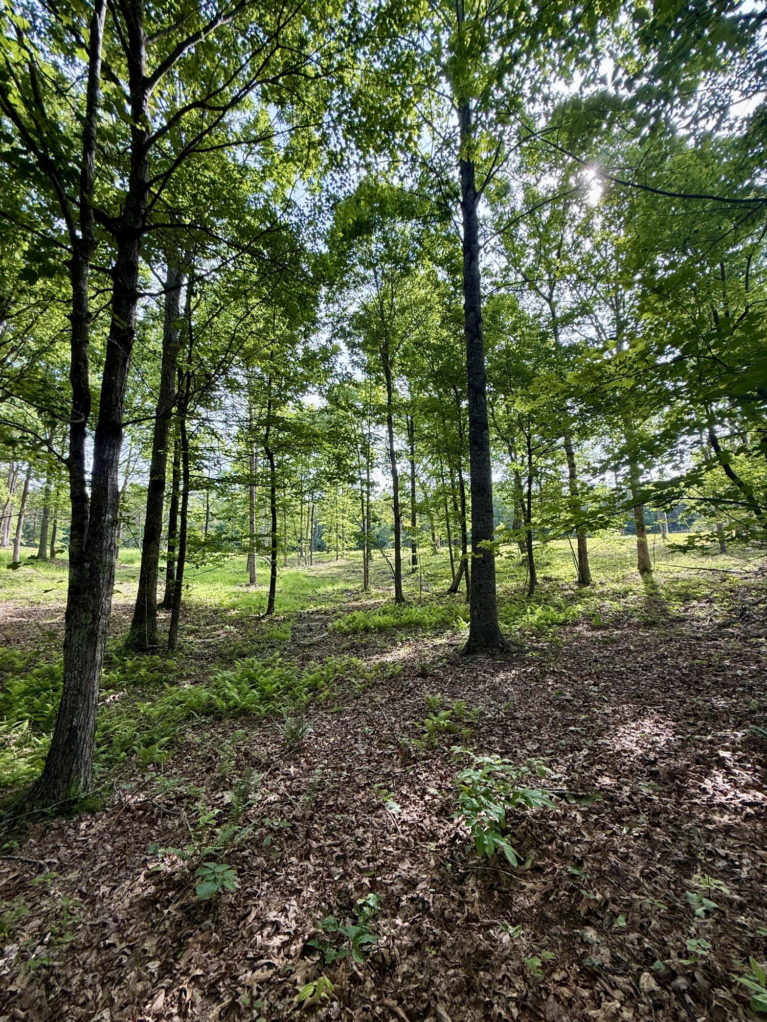 Lot 5 Hobbstown Road, Unit 5 Dunlap, TN 37327 - Photo 19 of 22 IMG_1128