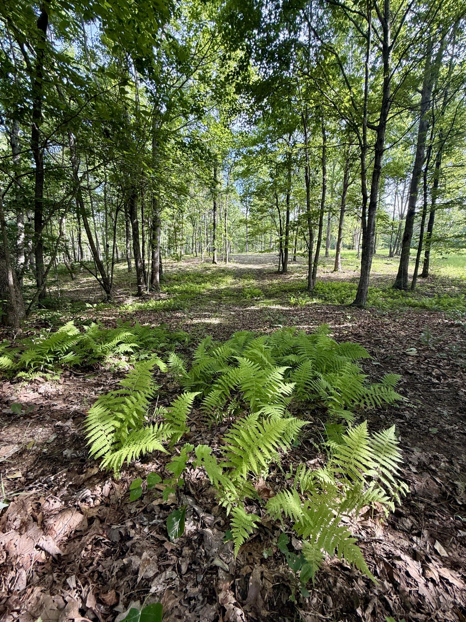 Lot 5 Hobbstown Road, Unit 5 Dunlap, TN 37327 - Photo 7 of 22 IMG_1125