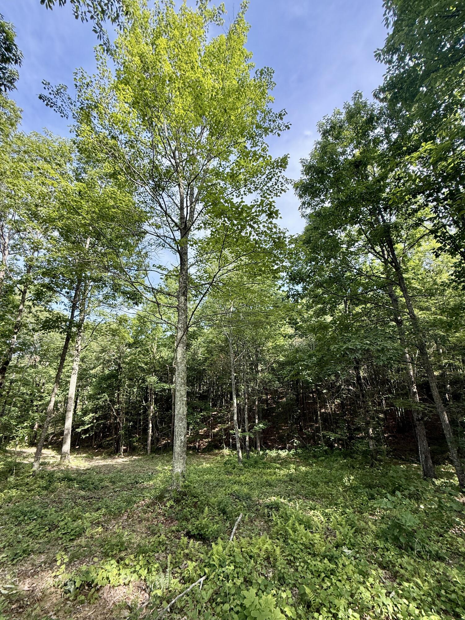 Lot 5 Hobbstown Road, Unit 5 Dunlap, TN 37327 - Photo 9 of 22 IMG_1120