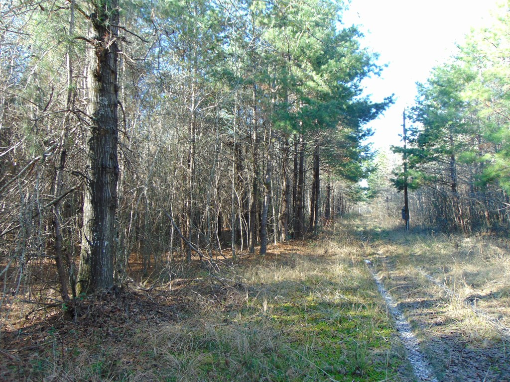 162 Christian Hts Road Braxton, MS 39044 - Photo 14 of 74 Photo 14