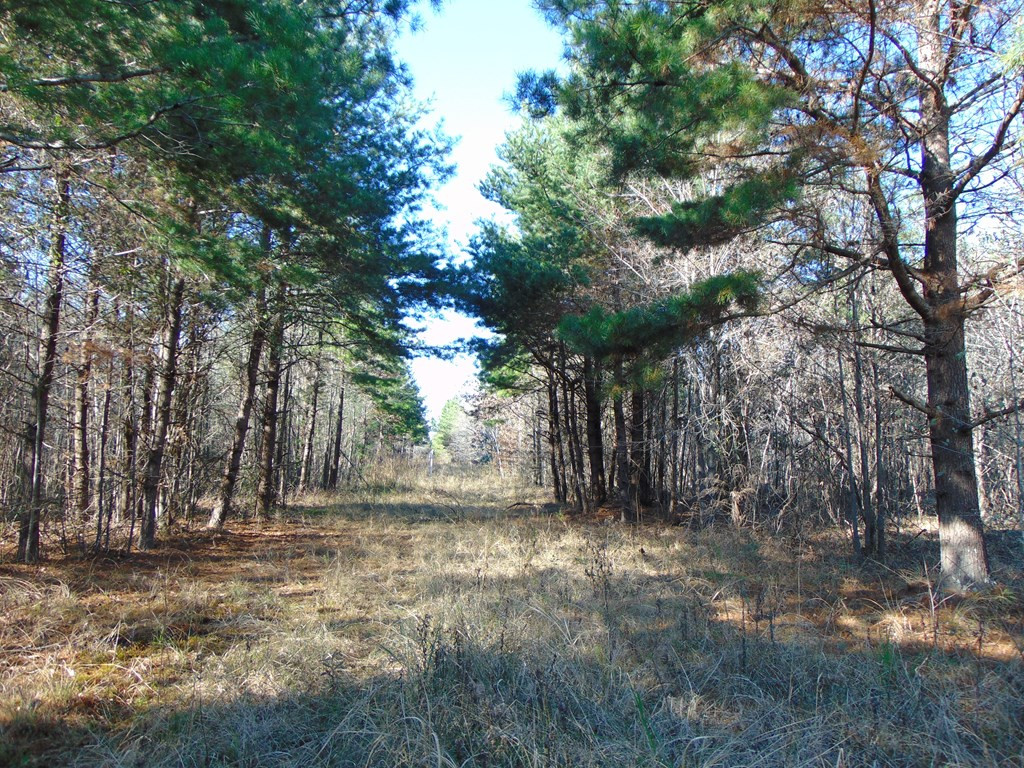162 Christian Hts Road Braxton, MS 39044 - Photo 15 of 74 Photo 15