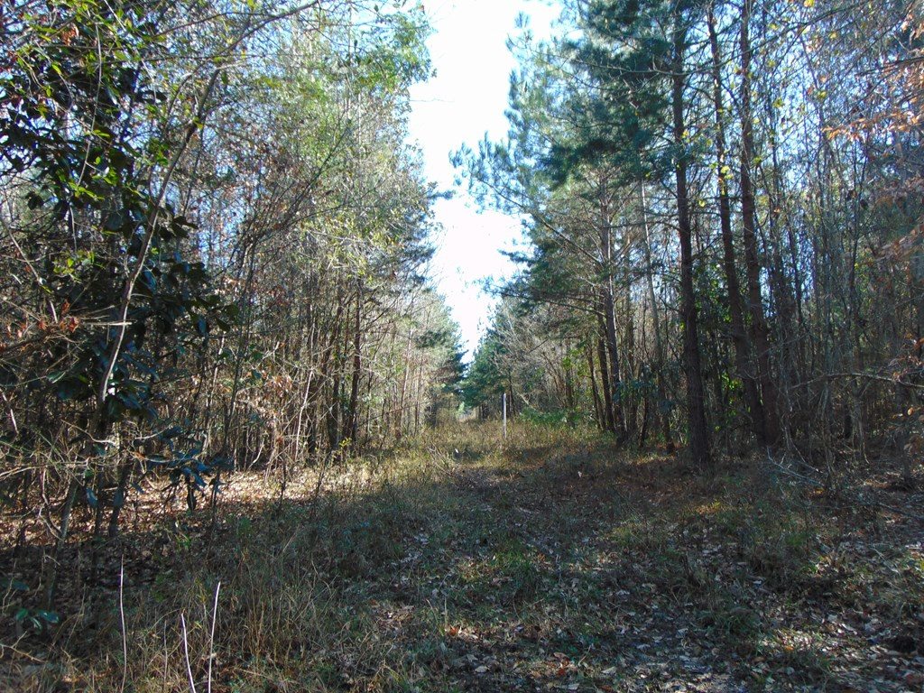162 Christian Hts Road Braxton, MS 39044 - Photo 28 of 74 Photo 28