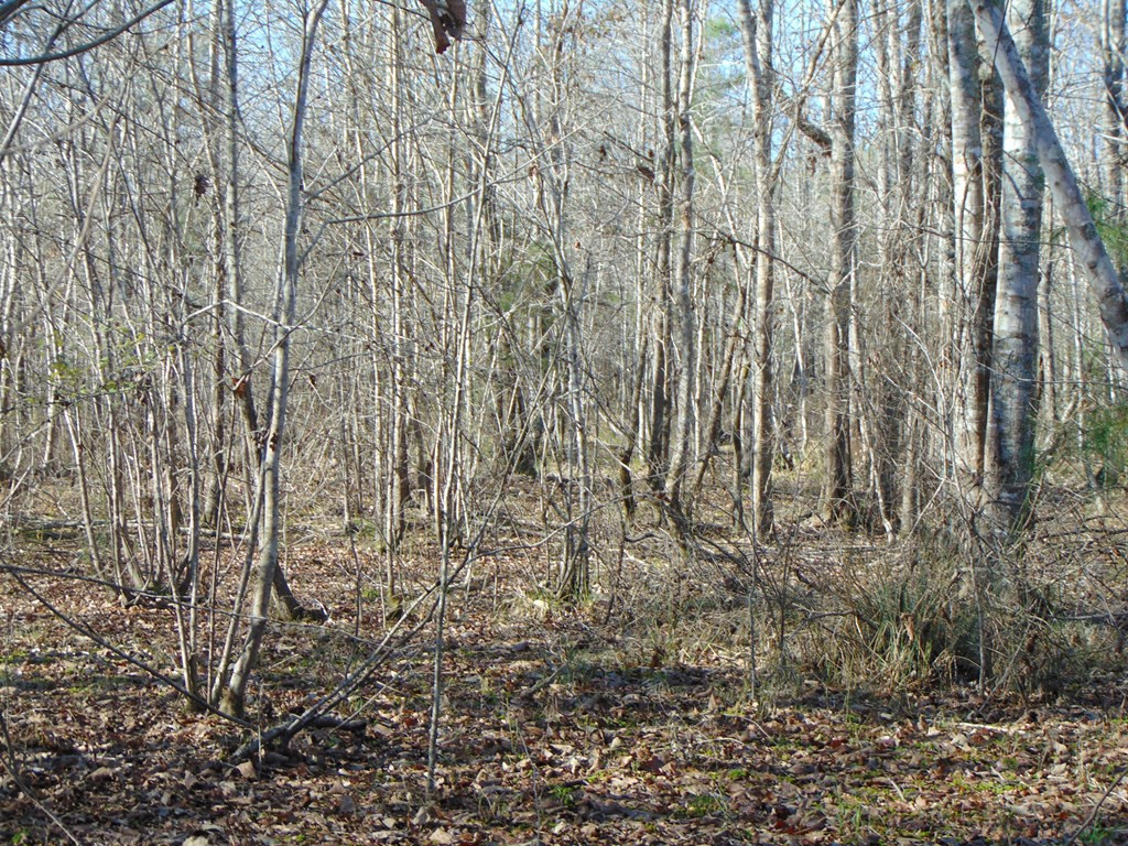 162 Christian Hts Road Braxton, MS 39044 - Photo 43 of 74 Photo 43