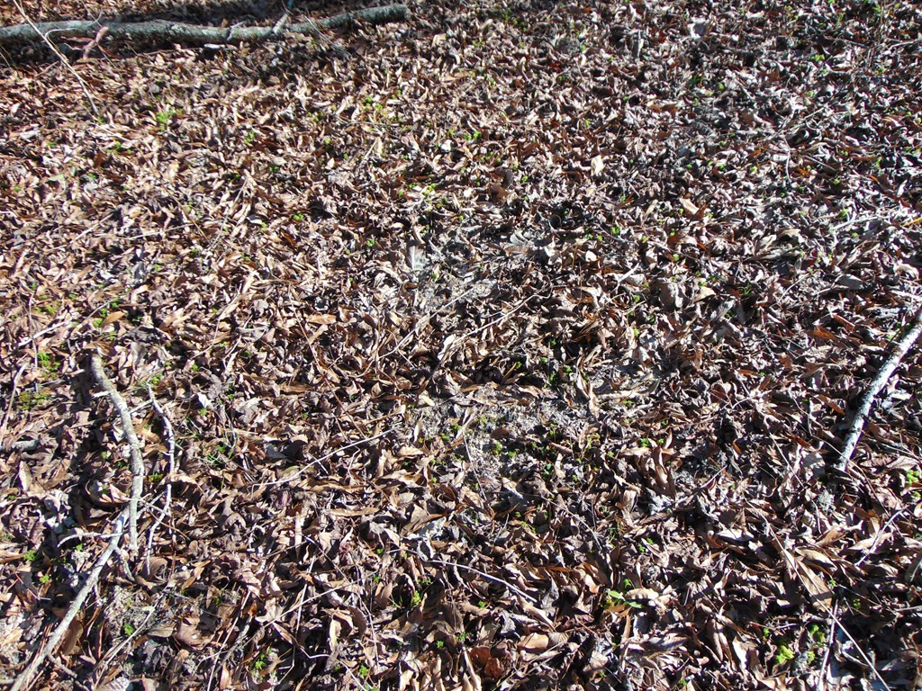 162 Christian Hts Road Braxton, MS 39044 - Photo 45 of 74 Photo 45