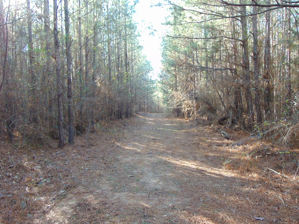 162 Christian Hts Road Braxton, MS 39044 - Photo 5 of 74 Photo 5