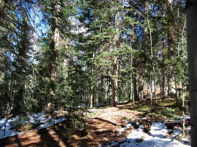 289 Fox Farm Road Telluride, CO 81435 - Photo 4 of 6 Additional Photo