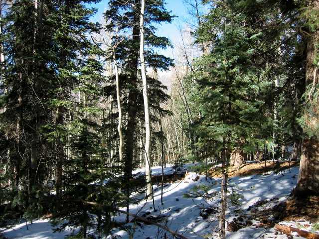 289 Fox Farm Road Telluride, CO 81435 - Photo 5 of 6 Additional Photo