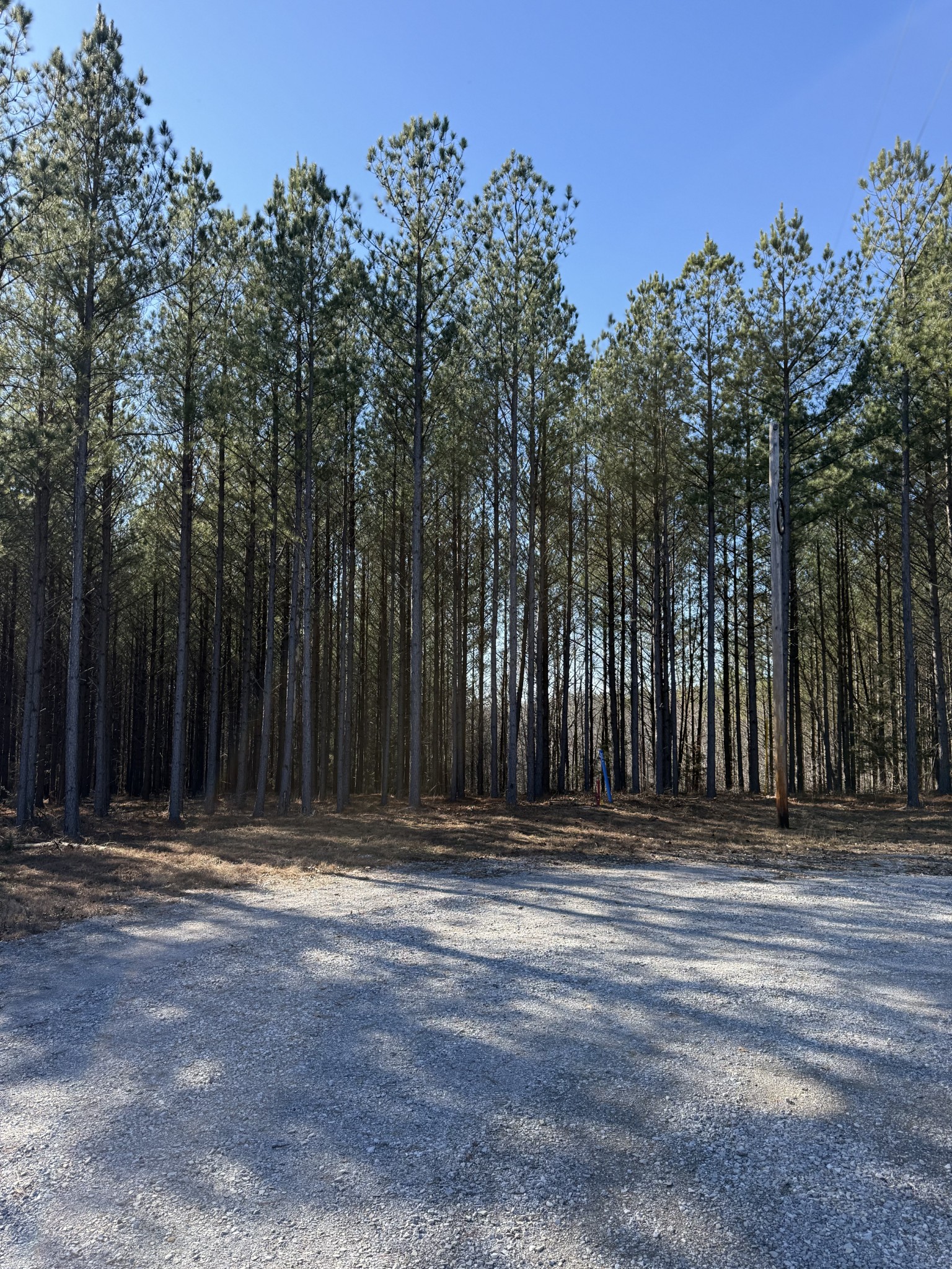 533 Center Ridge Drive Linden, TN 37096 - Photo 3 of 19 a view of outdoor space with trees