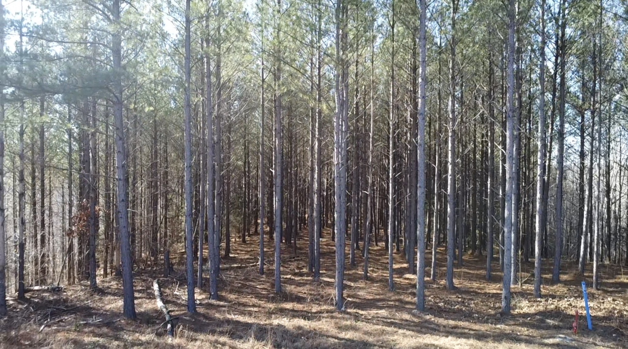 533 Center Ridge Drive Linden, TN 37096 - Photo 5 of 19 a view of a yard with trees