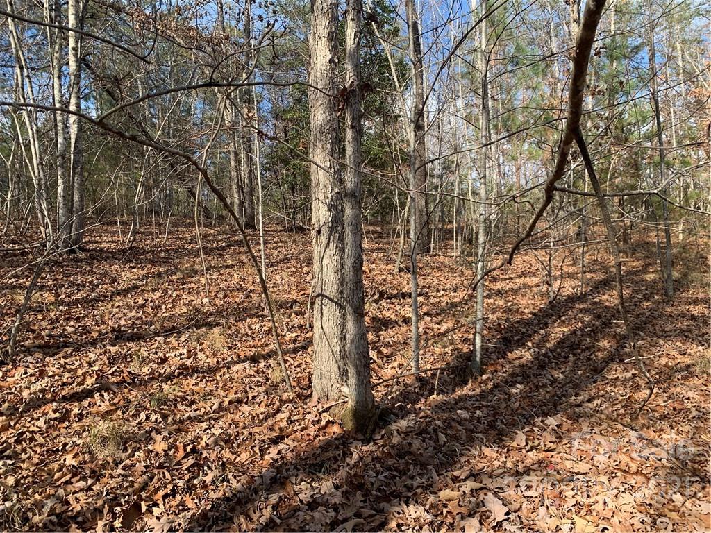 30 South Cross Creek Trail Mill Spring, Unit 30 Mill Spring, NC 28756 - Photo 6 of 9 a yard with tall trees