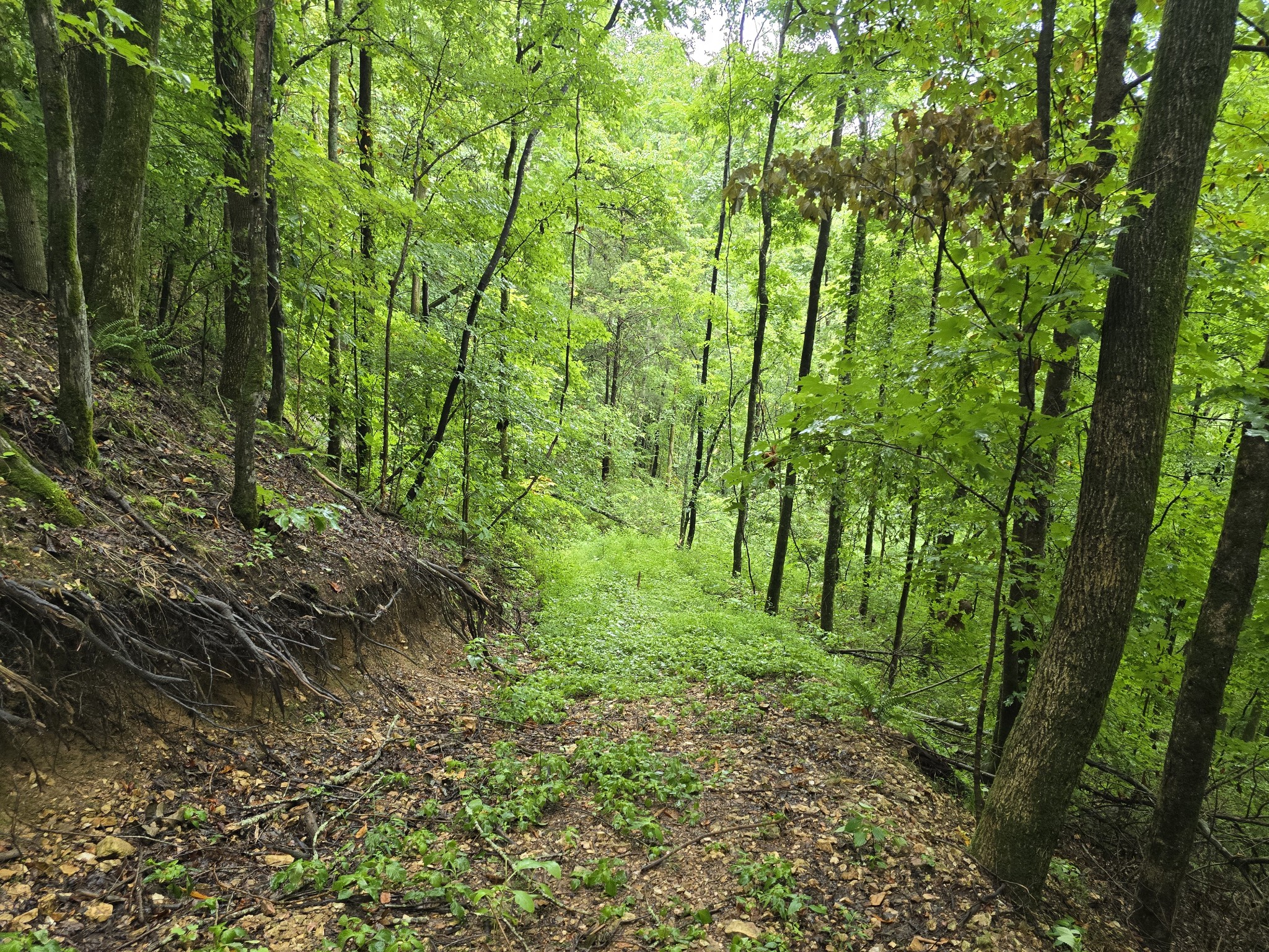 296 Little Creek Road Pleasant Shade, TN 37145 - Photo 15 of 32 Gallery Image 15