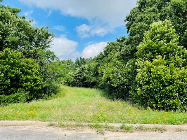 a view of a yard with plants and large trees