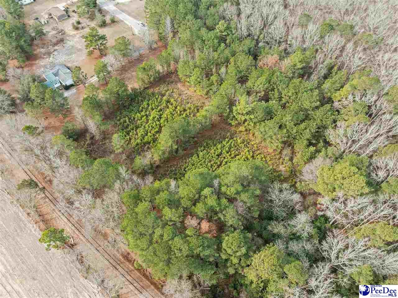 Tbd Berry Road Hartsville, SC 29550 - Photo 3 of 7 Gallery Image 3
