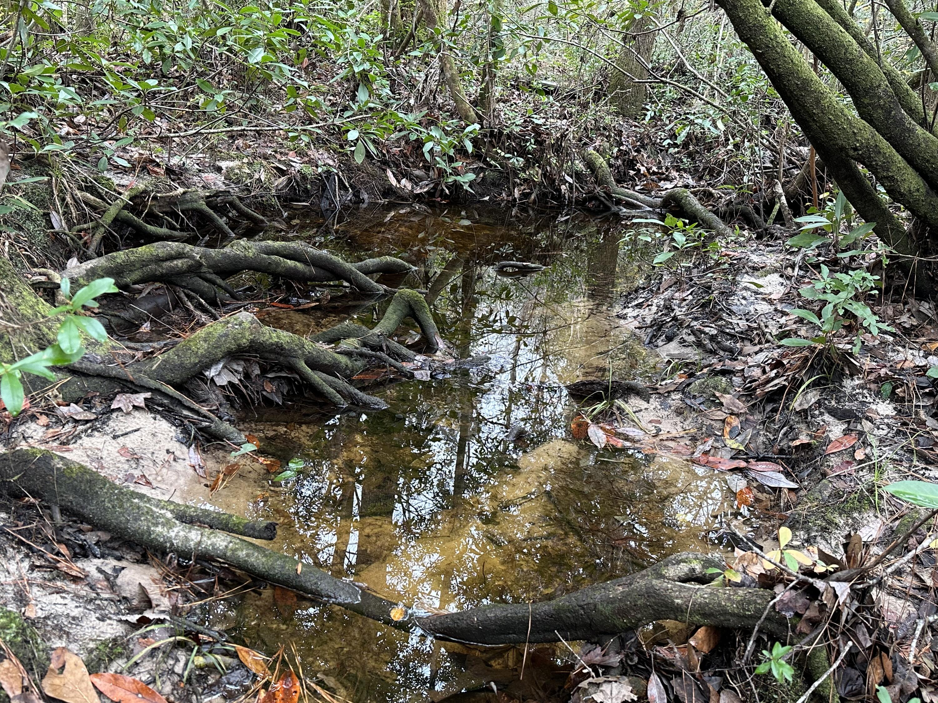 Tract#6435 Shell Landing Road Vernon, FL 32462 - Photo 9 of 26 a picture of tree