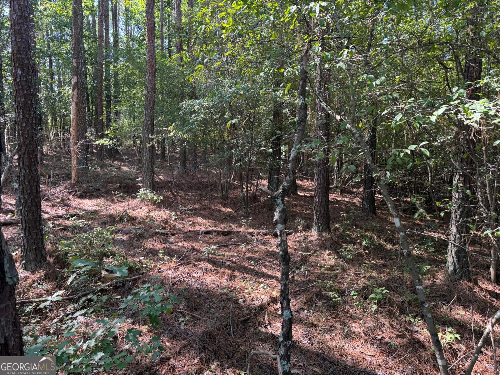 a view of a forest filled with trees