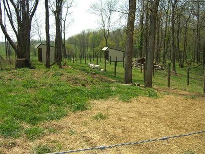 4090 Newtown Road Georgetown, KY 40324 - Photo 16 of 45 4 separate paddocks
