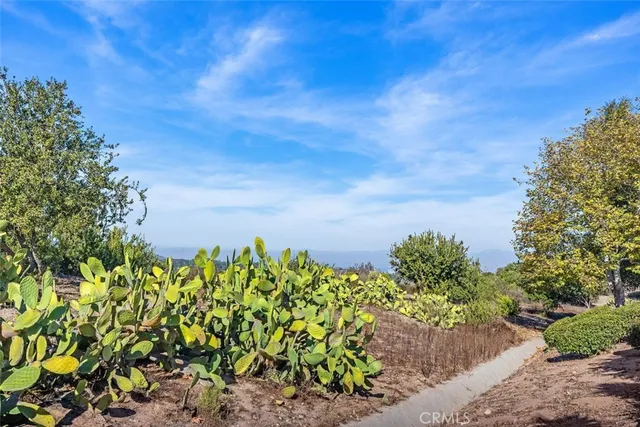 a view of a bunch of flowers in a yard
