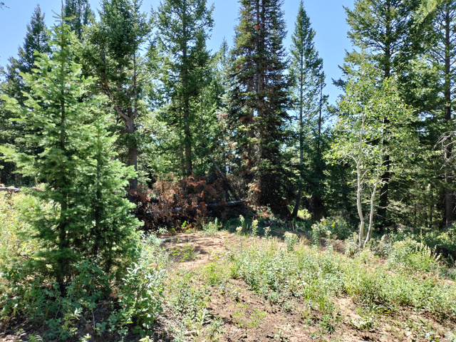 Baxter Sawmill Road East Hyrum, UT 84319 - Photo 6 of 8 Wooded lot featuring mature evergreen and deciduous trees, natural ground cover, and a clear sky