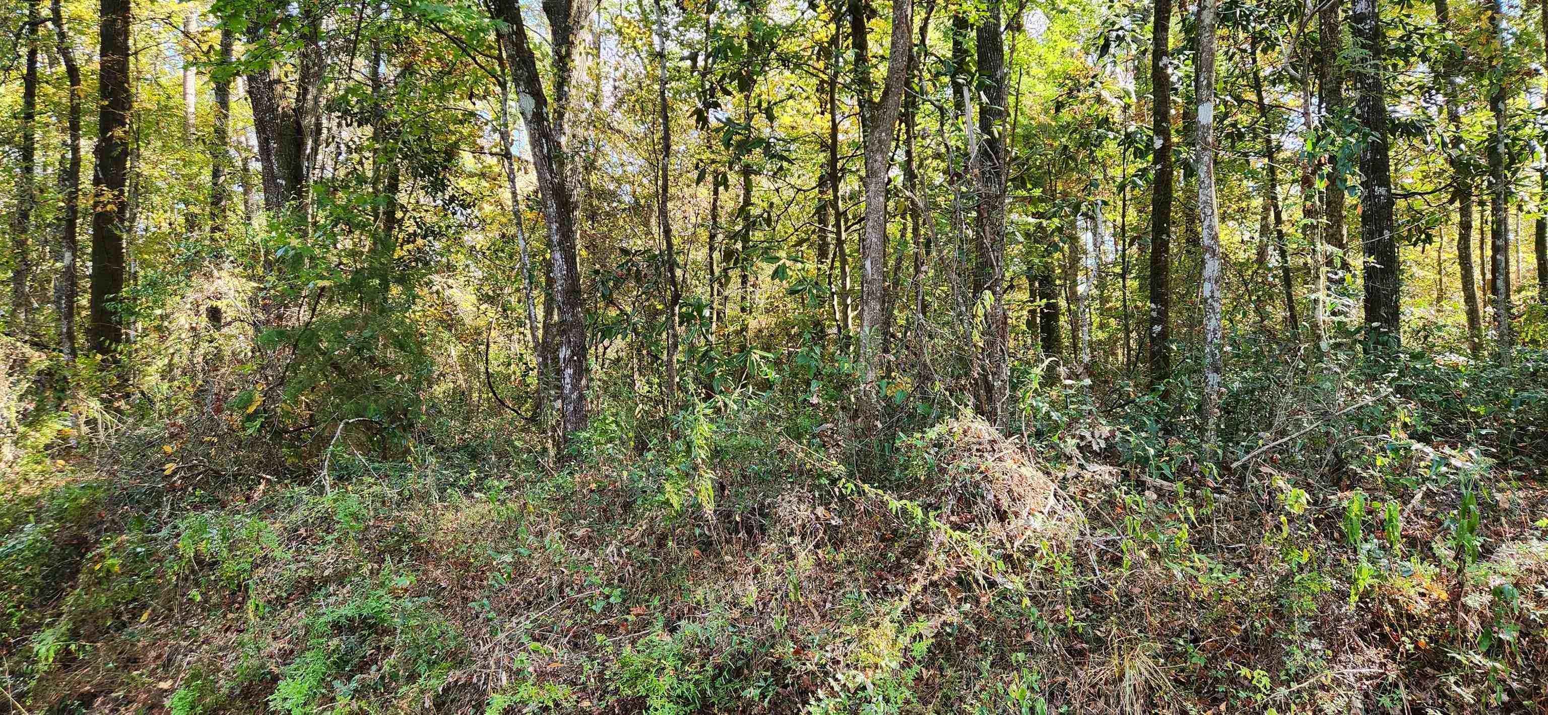 Colonial Drive Havana, FL 32333 - Photo 2 of 3