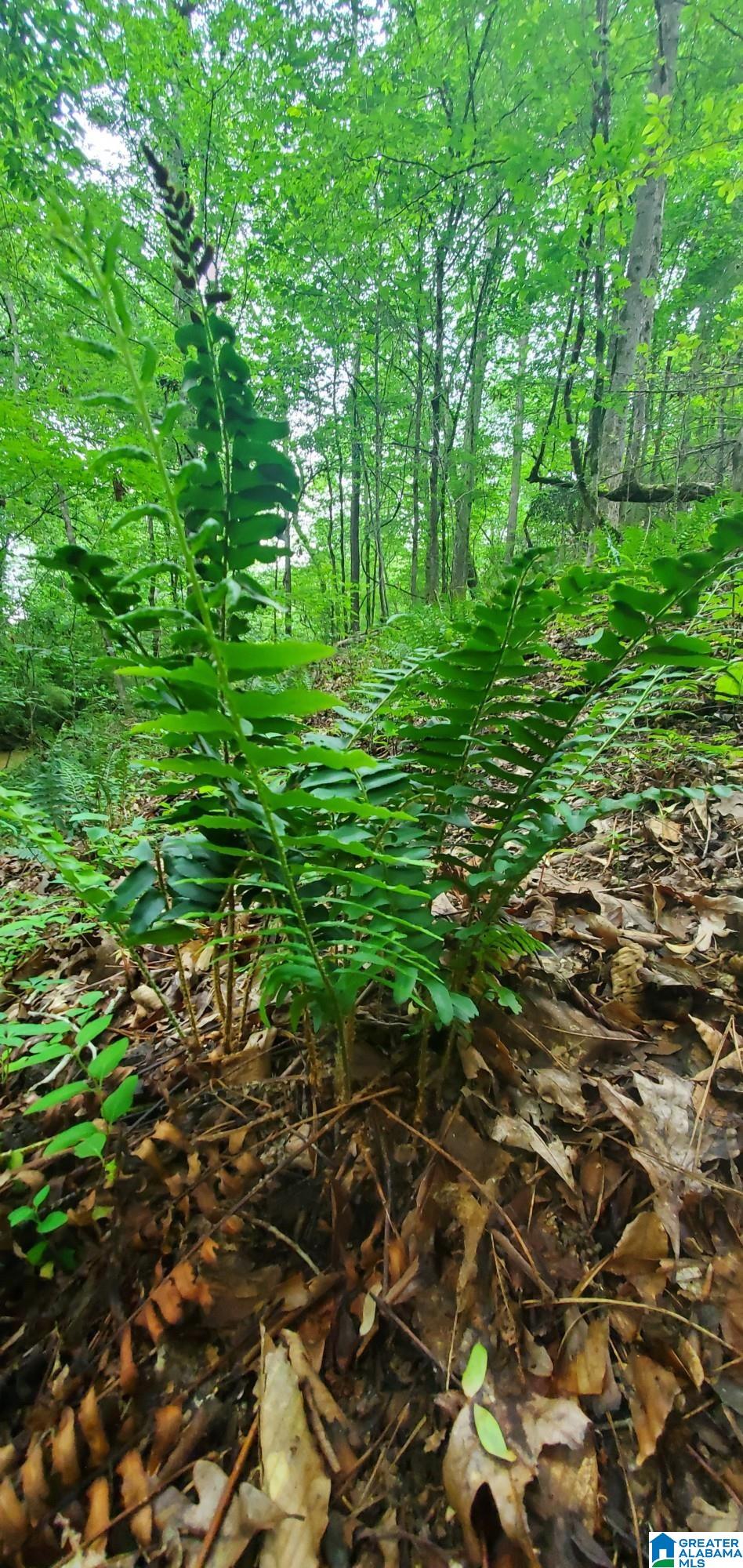 0 Bailey Springs Road Ohatchee, AL 36271 - Photo 3 of 10