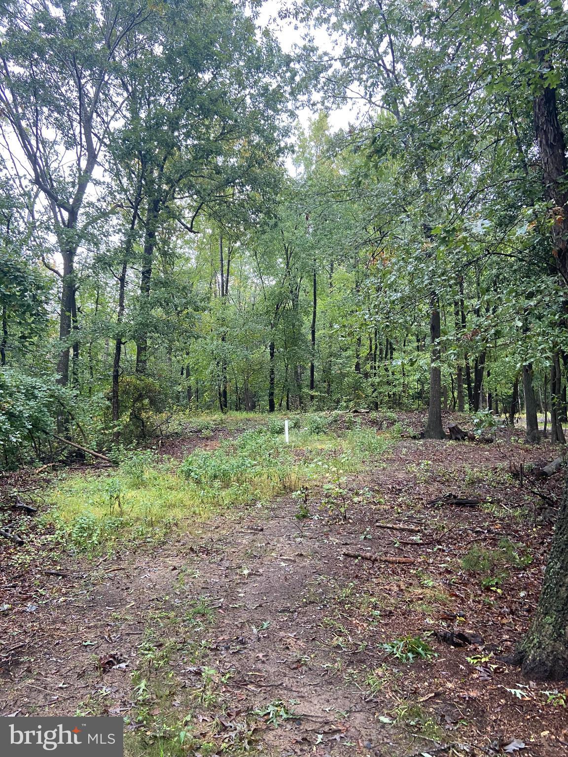 a view of a forest with trees in the background