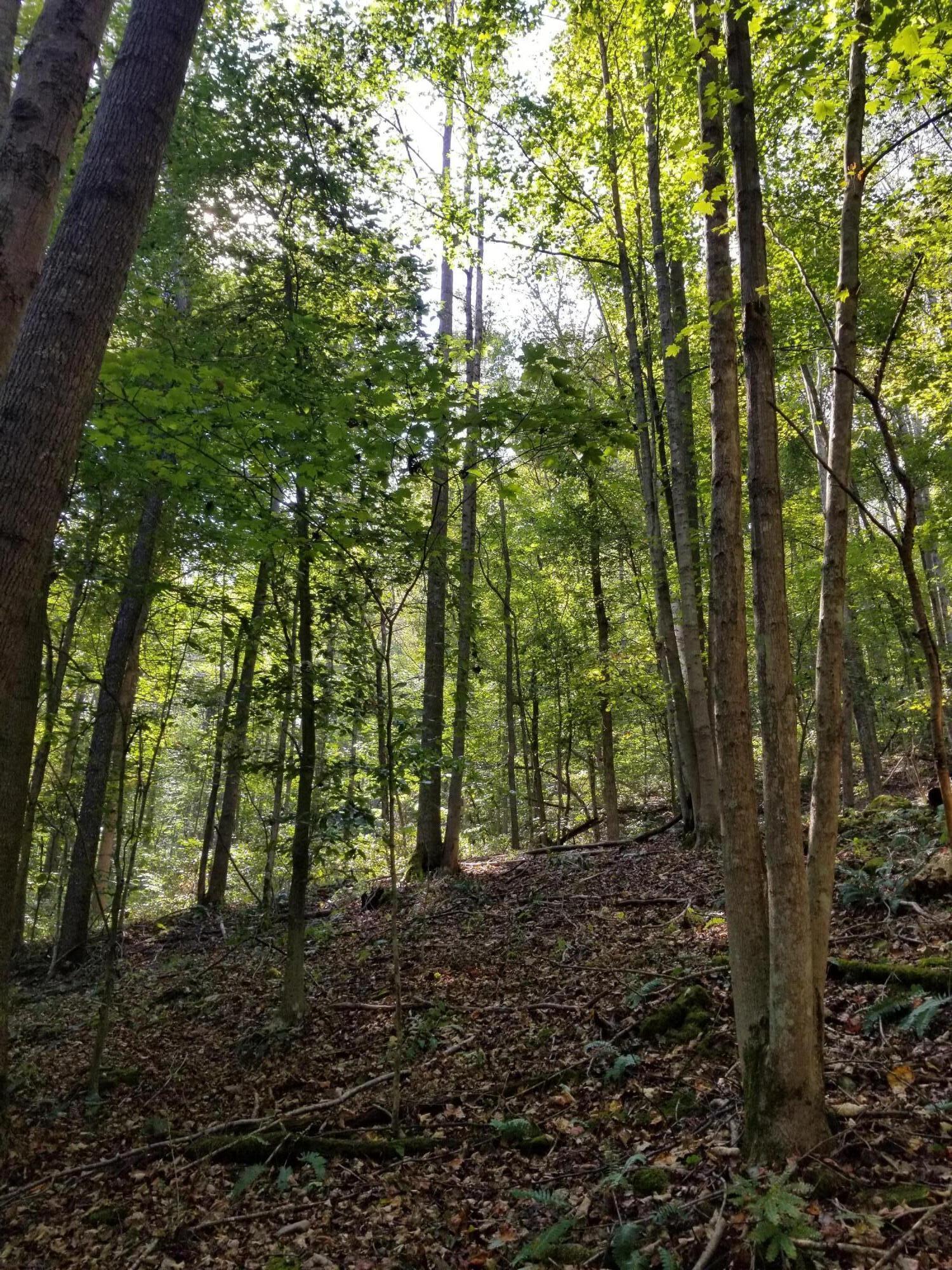 0 Beech Fork Road Peebles, OH 45660 - Photo 1 of 31 20250913_112345