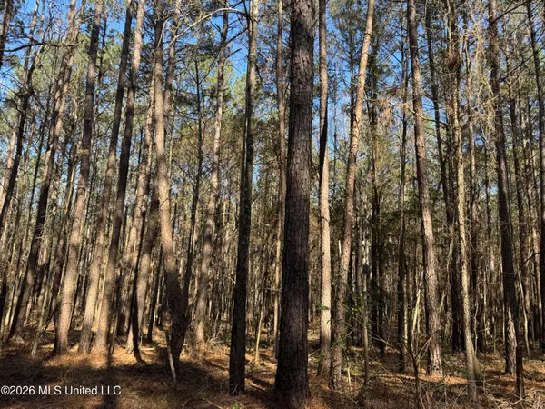 $560,000 | 29 Sontag-Nola Road, Sontag, MS 39665