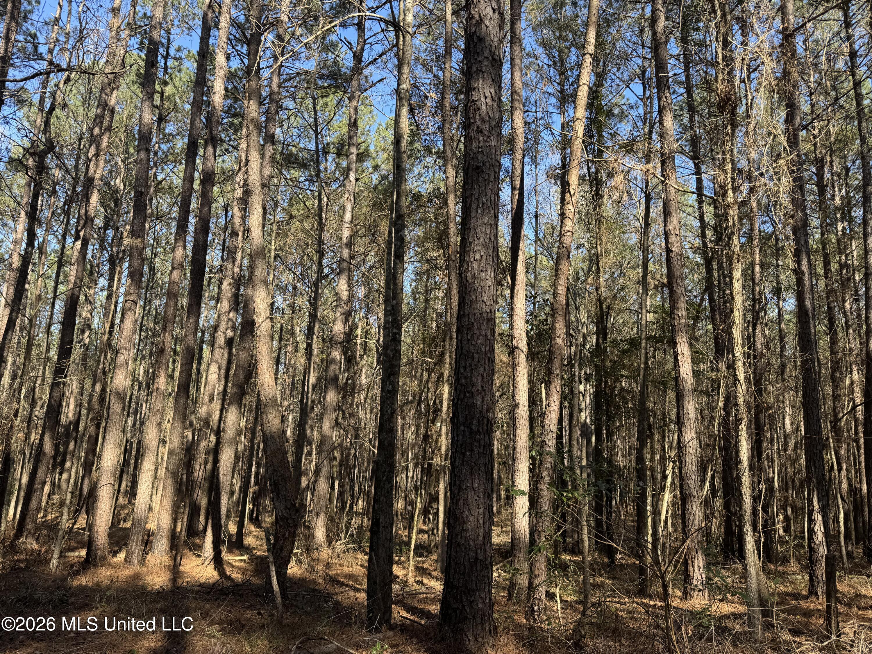 29 Sontag-Nola Road Sontag, MS 39665 - Photo 29 of 78 Photo Mar 02 2026, 14 51 48