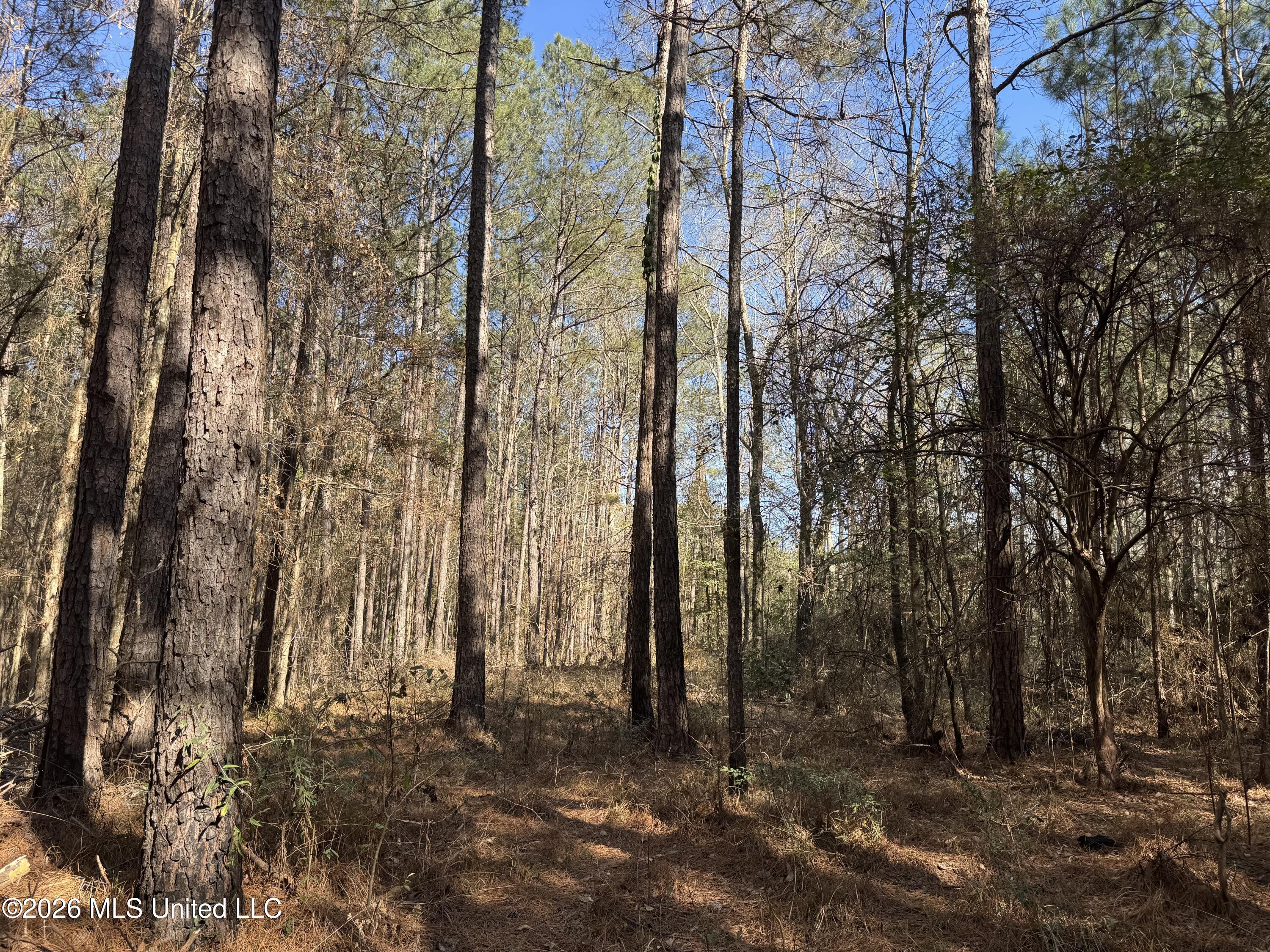 29 Sontag-Nola Road Sontag, MS 39665 - Photo 30 of 78 Photo Mar 02 2026, 14 52 17