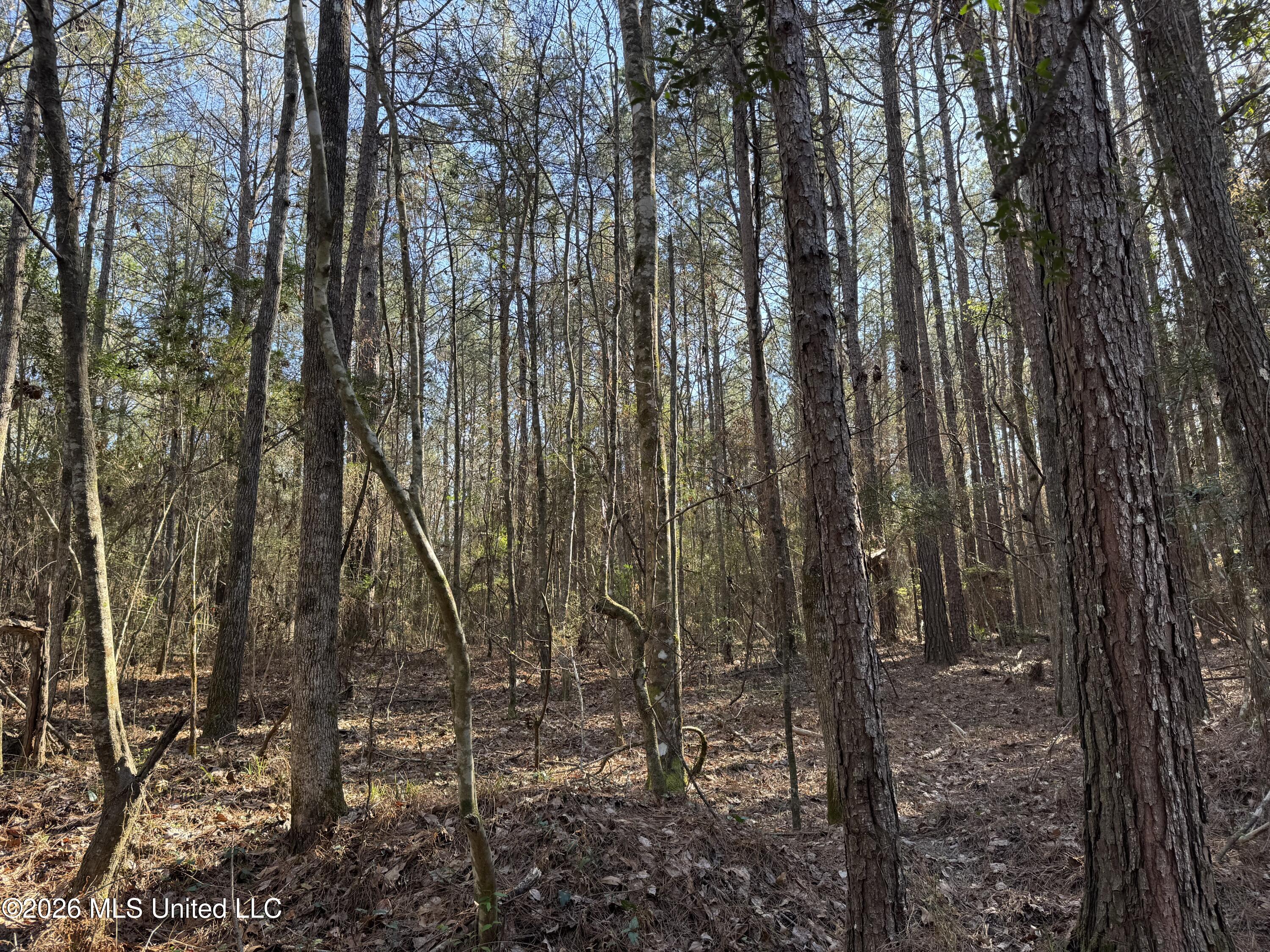 29 Sontag-Nola Road Sontag, MS 39665 - Photo 4 of 78 4