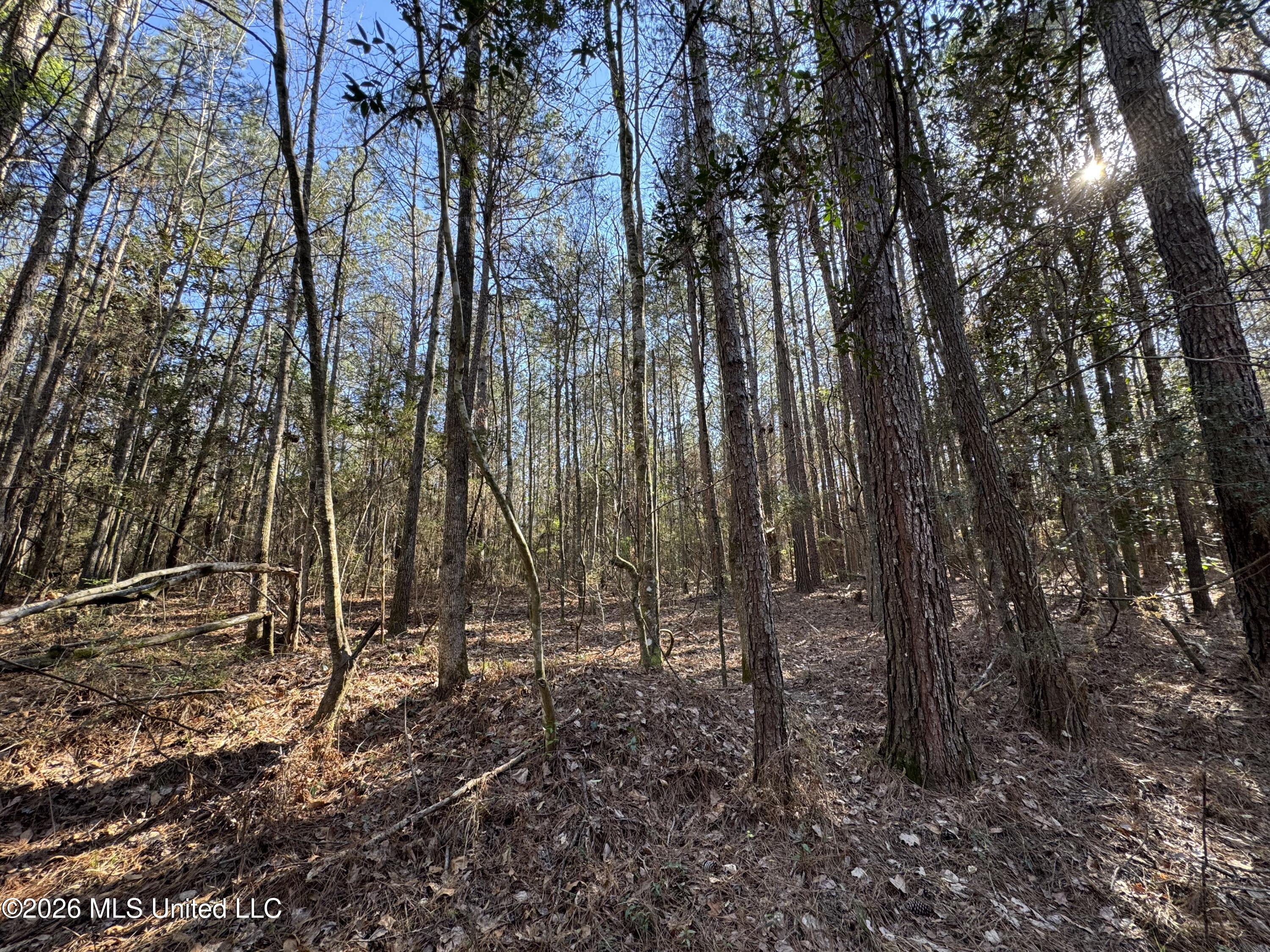 29 Sontag-Nola Road Sontag, MS 39665 - Photo 47 of 78 Photo Mar 02 2026, 15 13 32